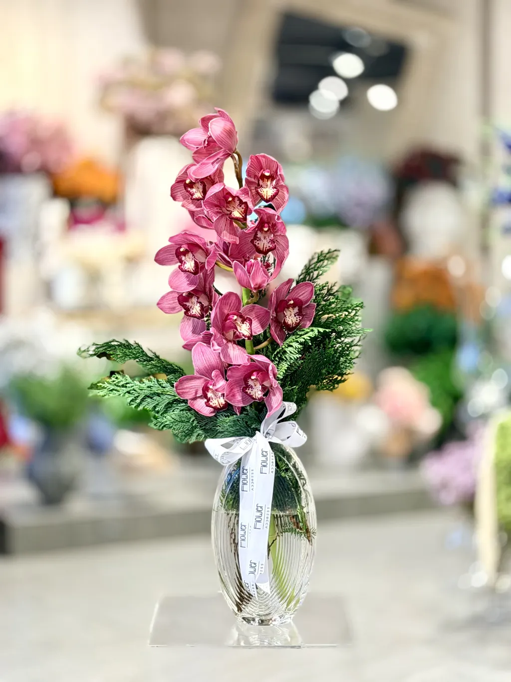 فازة السيمبديوم الانيق